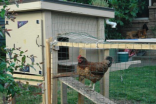 Cleaning a Chicken Coop Lets Make Things Easy