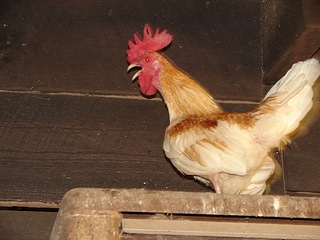 Old English Game Chicken Breed