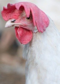 Chicken health questions: chicken with floppy comb