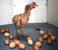 An abused chicken used to produce eggs