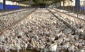Chickens on a production farm