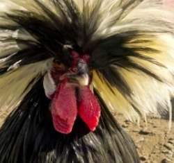 Raising Chickens Real People With Real Chicken Experience