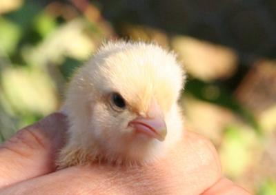 Baby chick