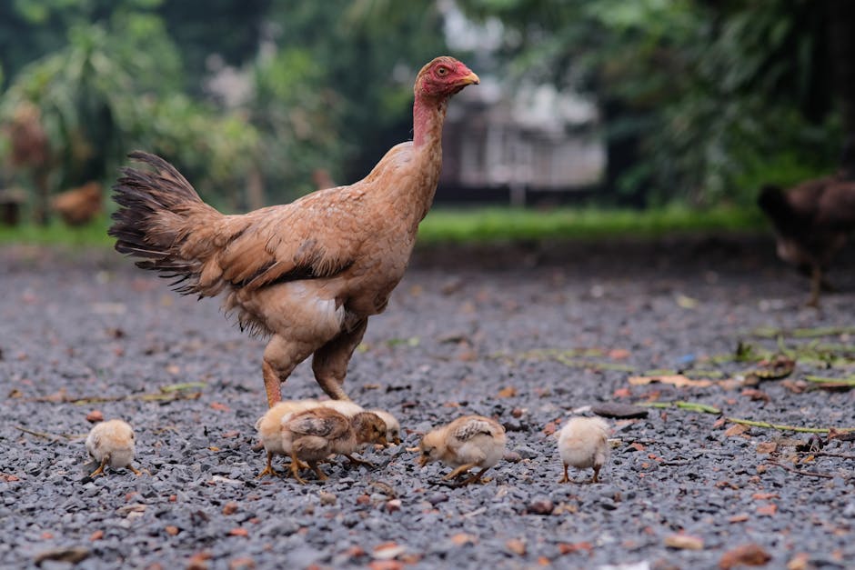 chick feed stages guide