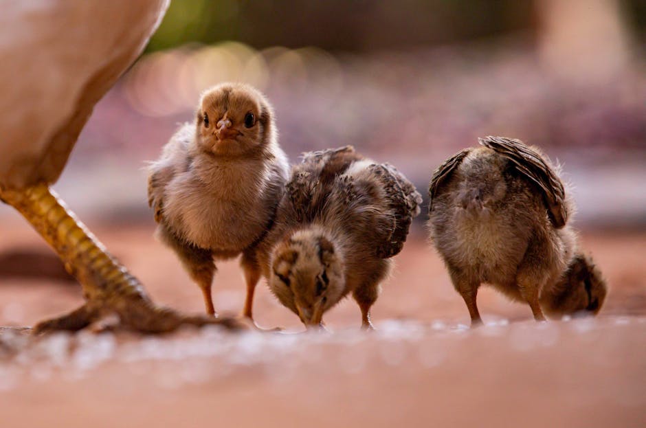 curled toe paralysis chicks