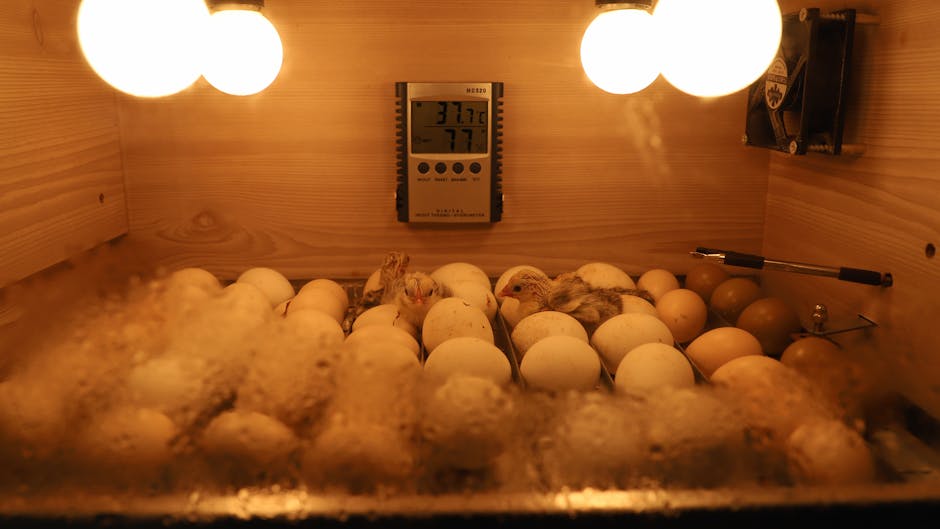 hatching chicken eggs