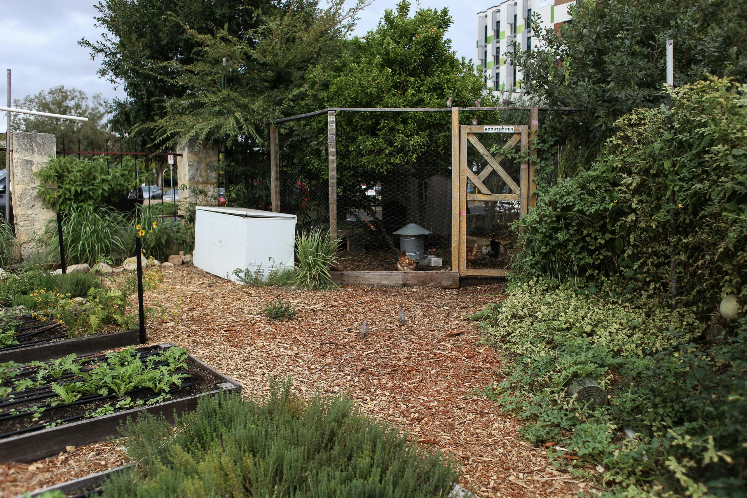 Lively urban garden featuring a <a href=