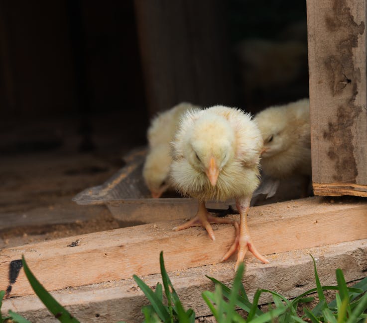 when to move chicks outside